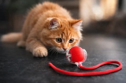 RoyalCat™ Interactieve Speelbal